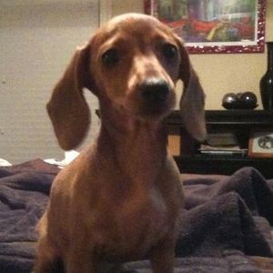 Meet your Posher, Jodi